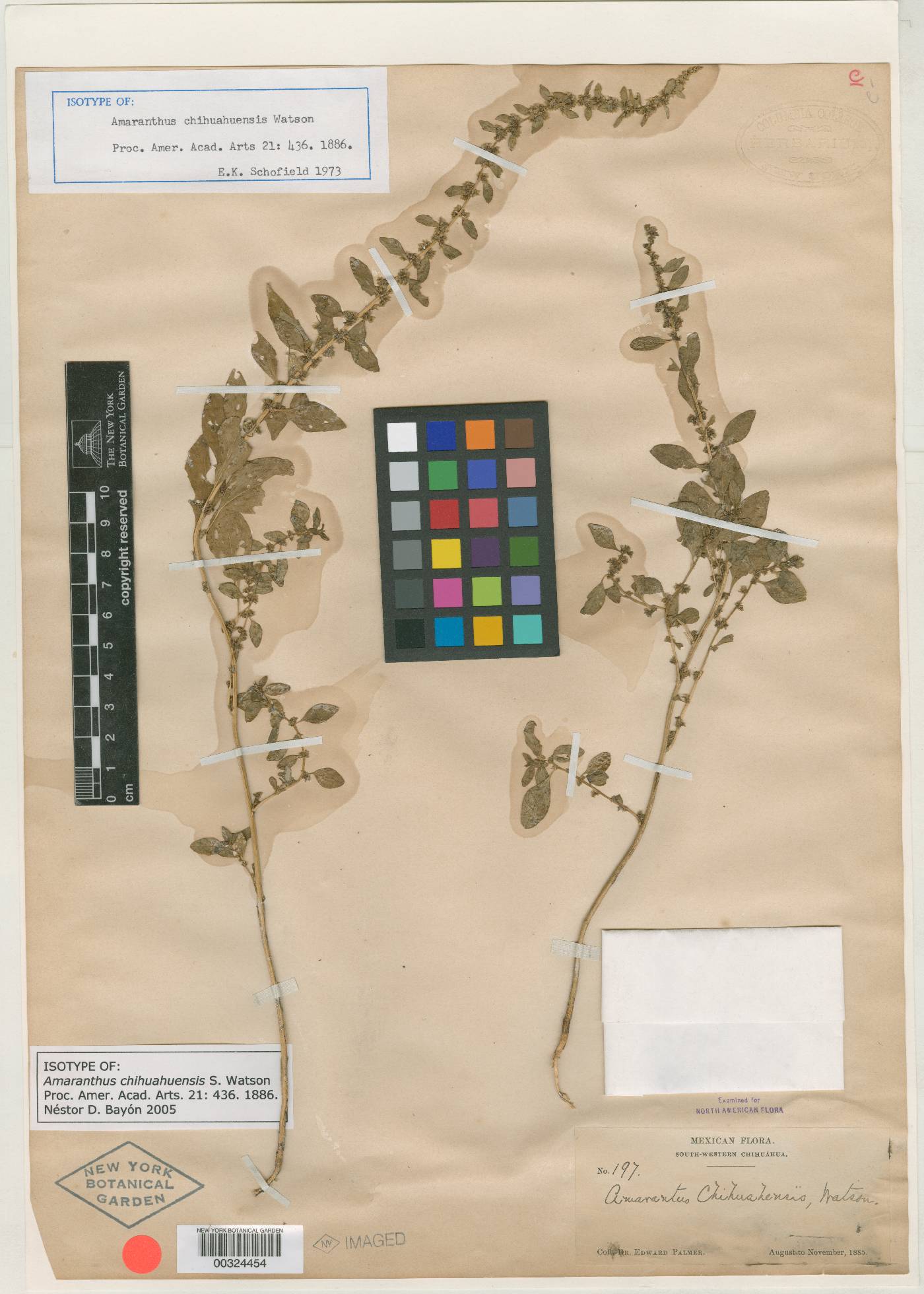 Amaranthus chihuahuensis image