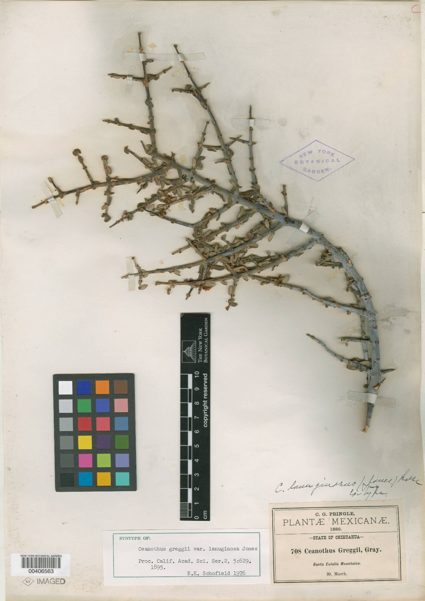 Ceanothus lanuginosus image