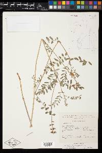 Astragalus zacatecanus image