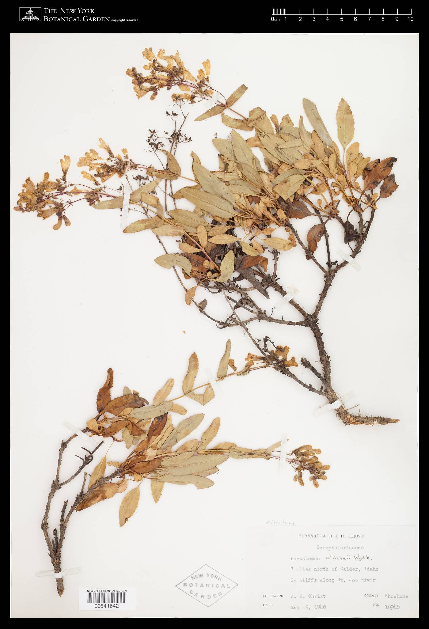 Penstemon albertinus image