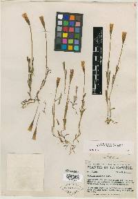 Gentiana gaspensis image