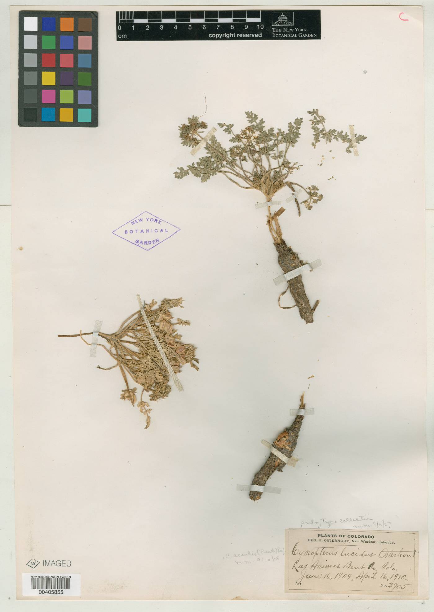 Cymopterus lucidus image
