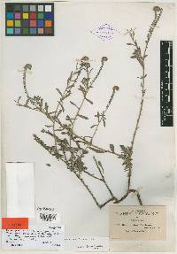 Heliotropium mexicanum image
