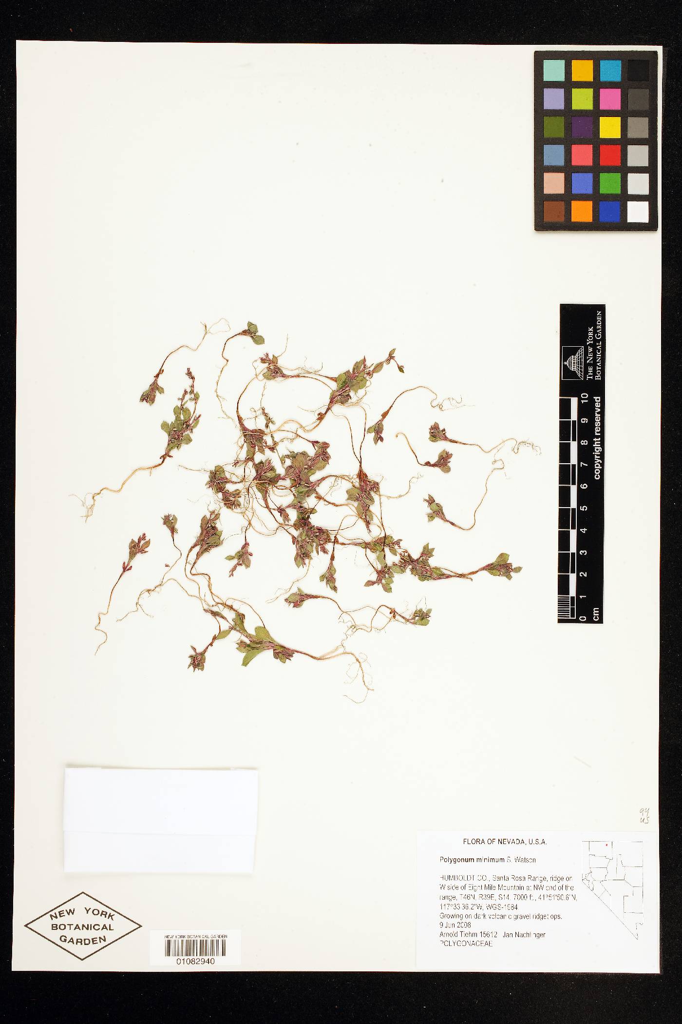 Polygonum austiniae image
