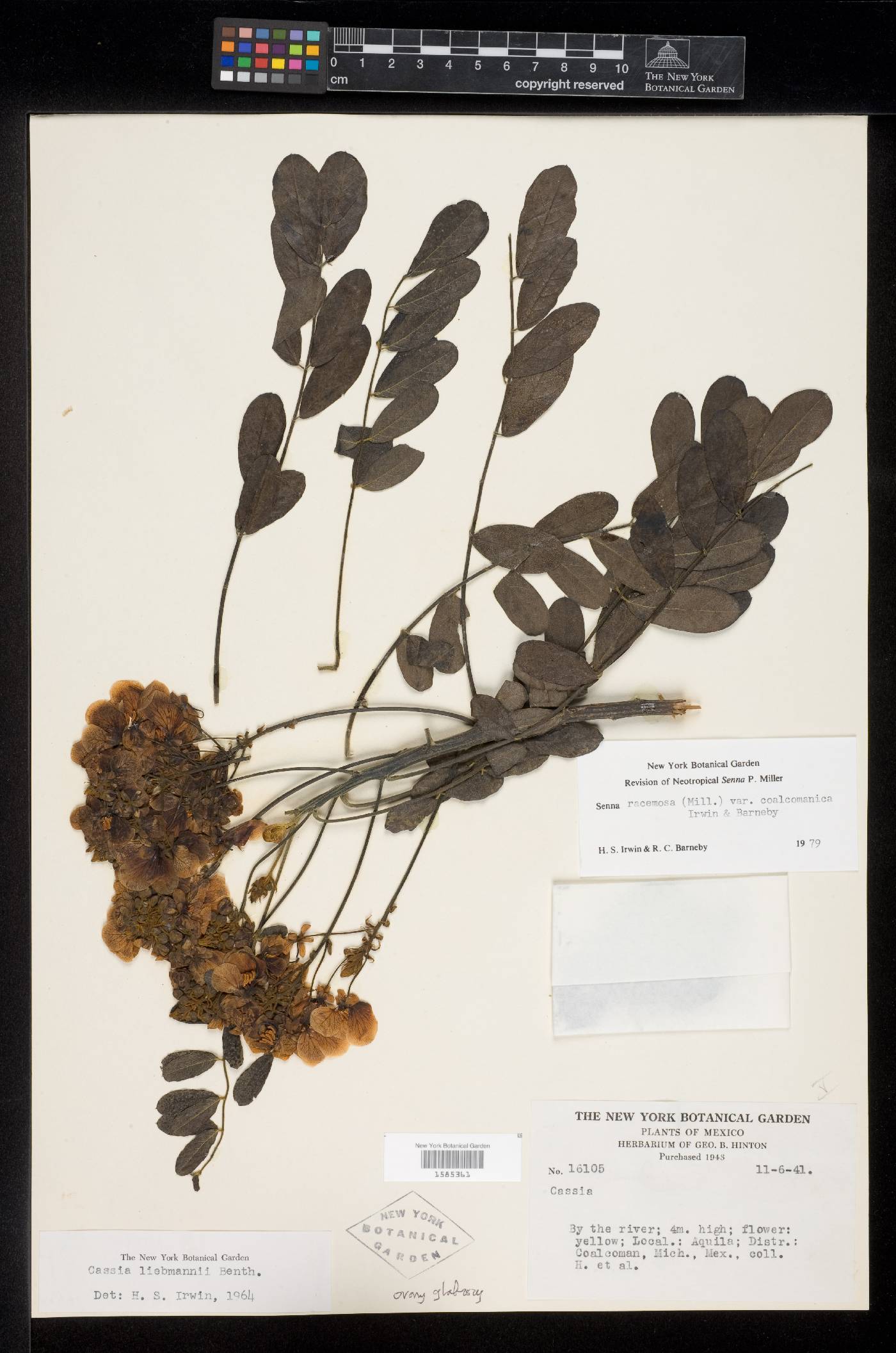 Senna racemosa var. coalcomanica image