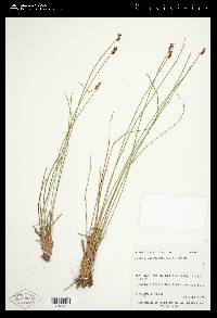 Juncus drummondii image