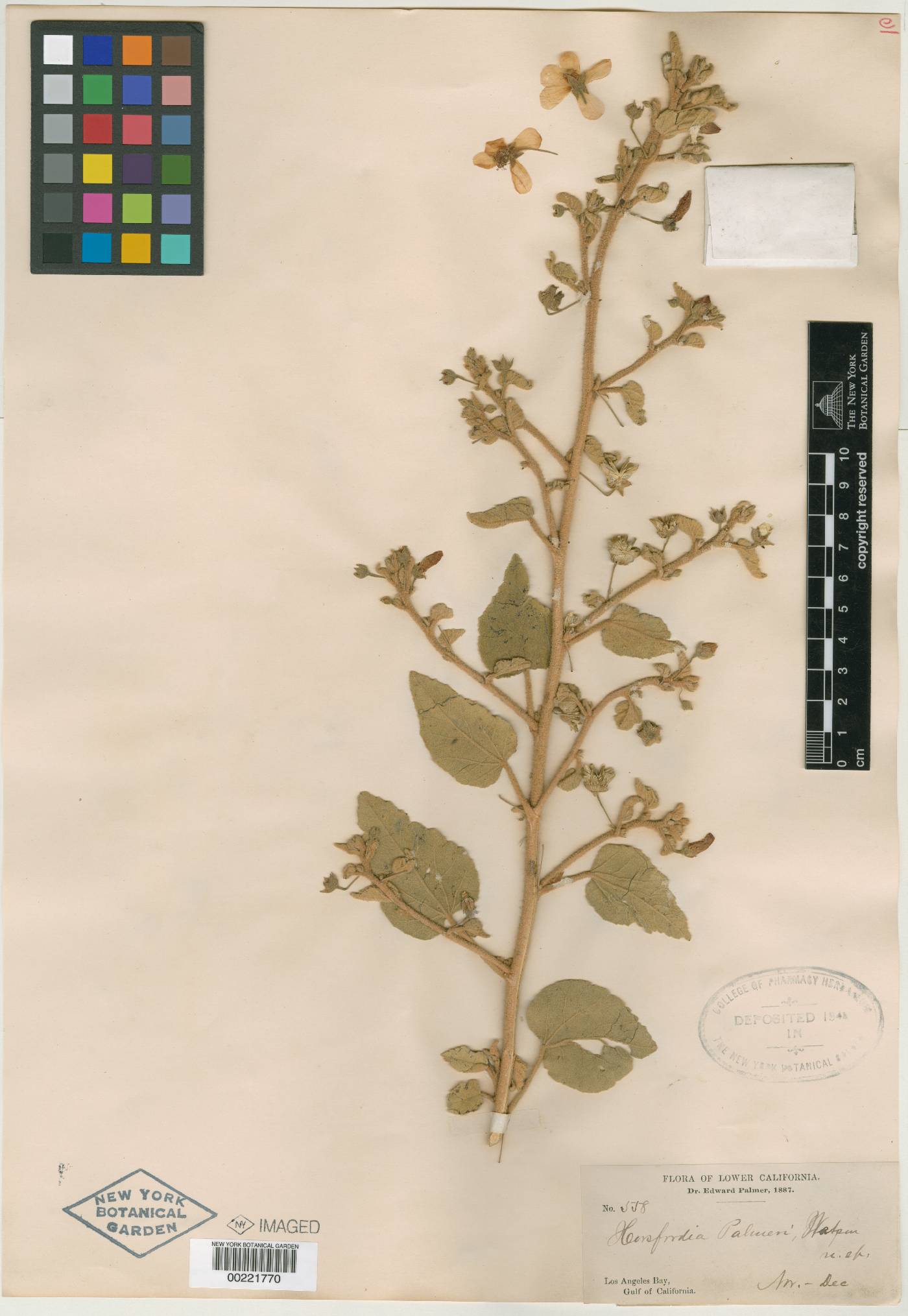 Horsfordia palmeri image