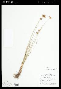 Juncus confusus image