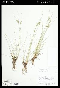 Juncus tenuis var. tenuis image