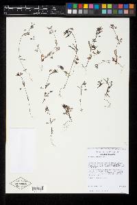 Collinsia parviflora image