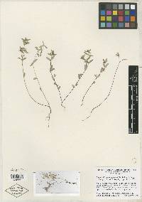 Euphorbia pionosperma image