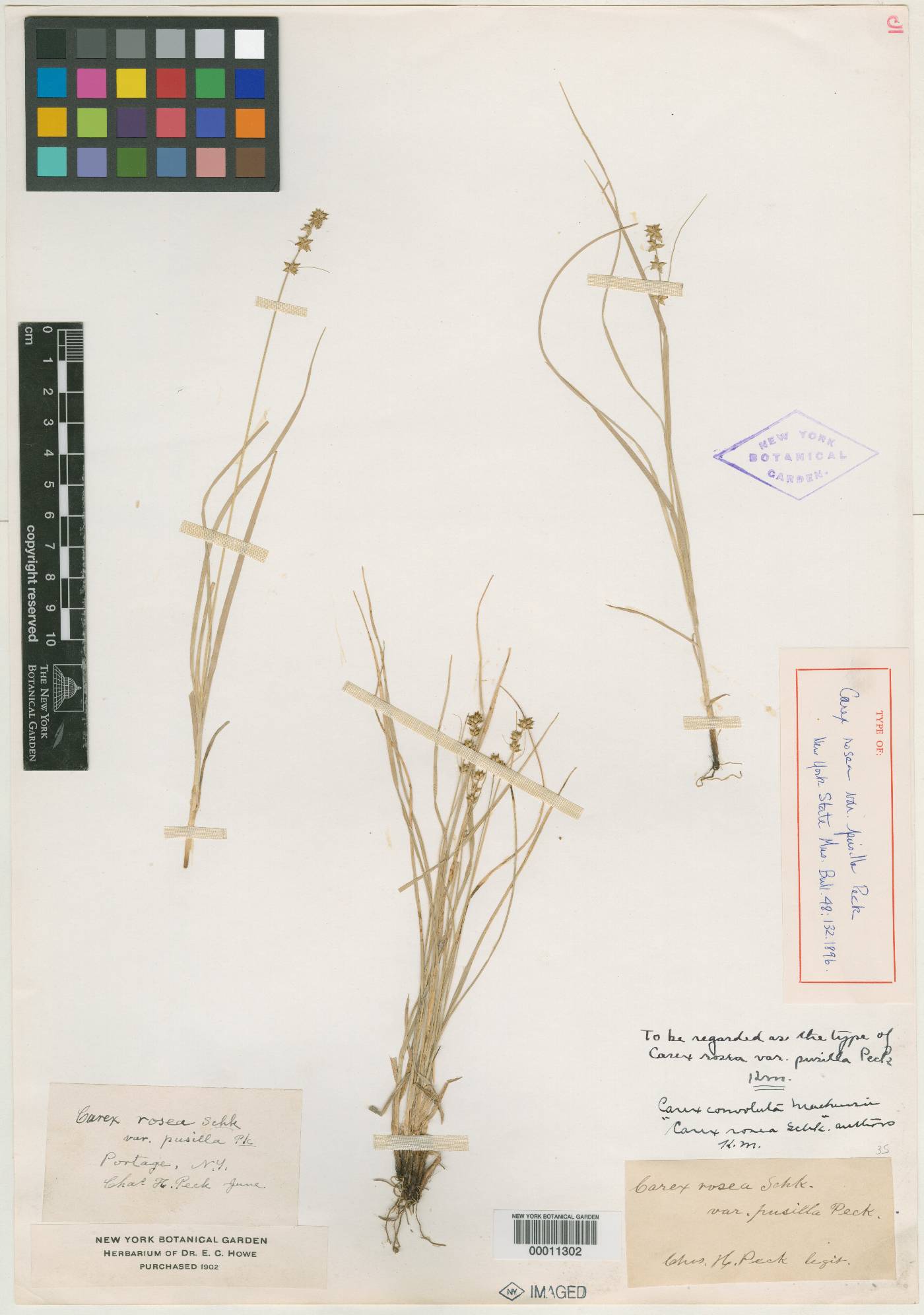 Carex rosea var. pusilla image