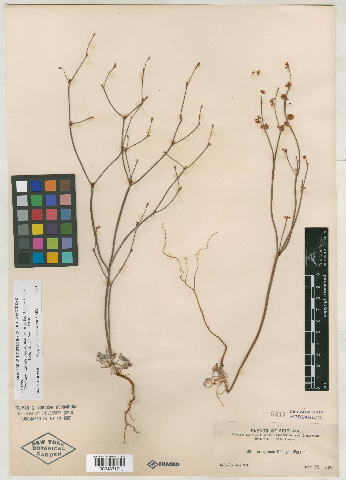 Eriogonum juncinellum image