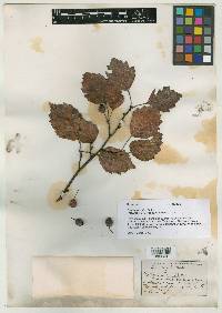 Crataegus porteri image