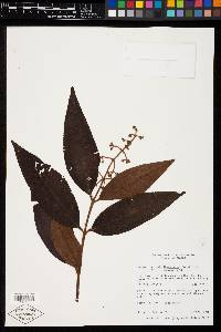 Miconia ibaguensis image