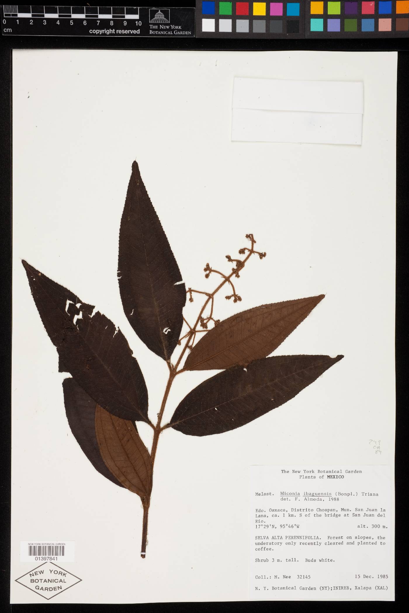 Miconia ibaguensis image