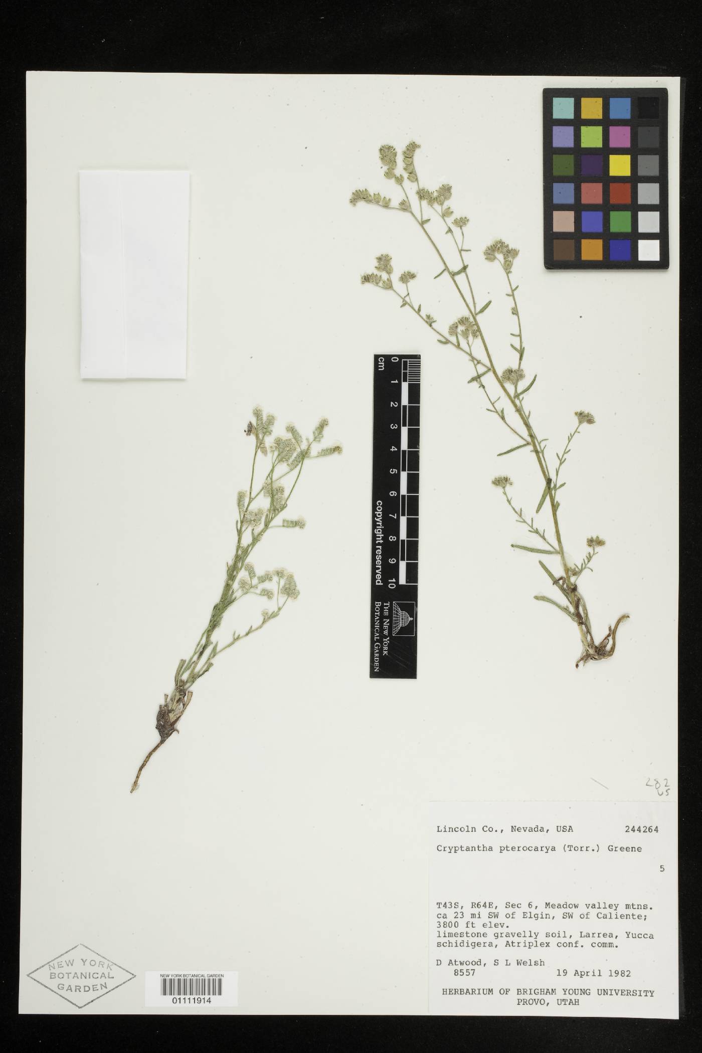 Cryptantha pterocarya var. pterocarya image