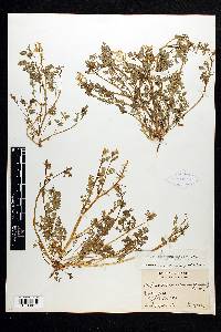 Corydalis micrantha image