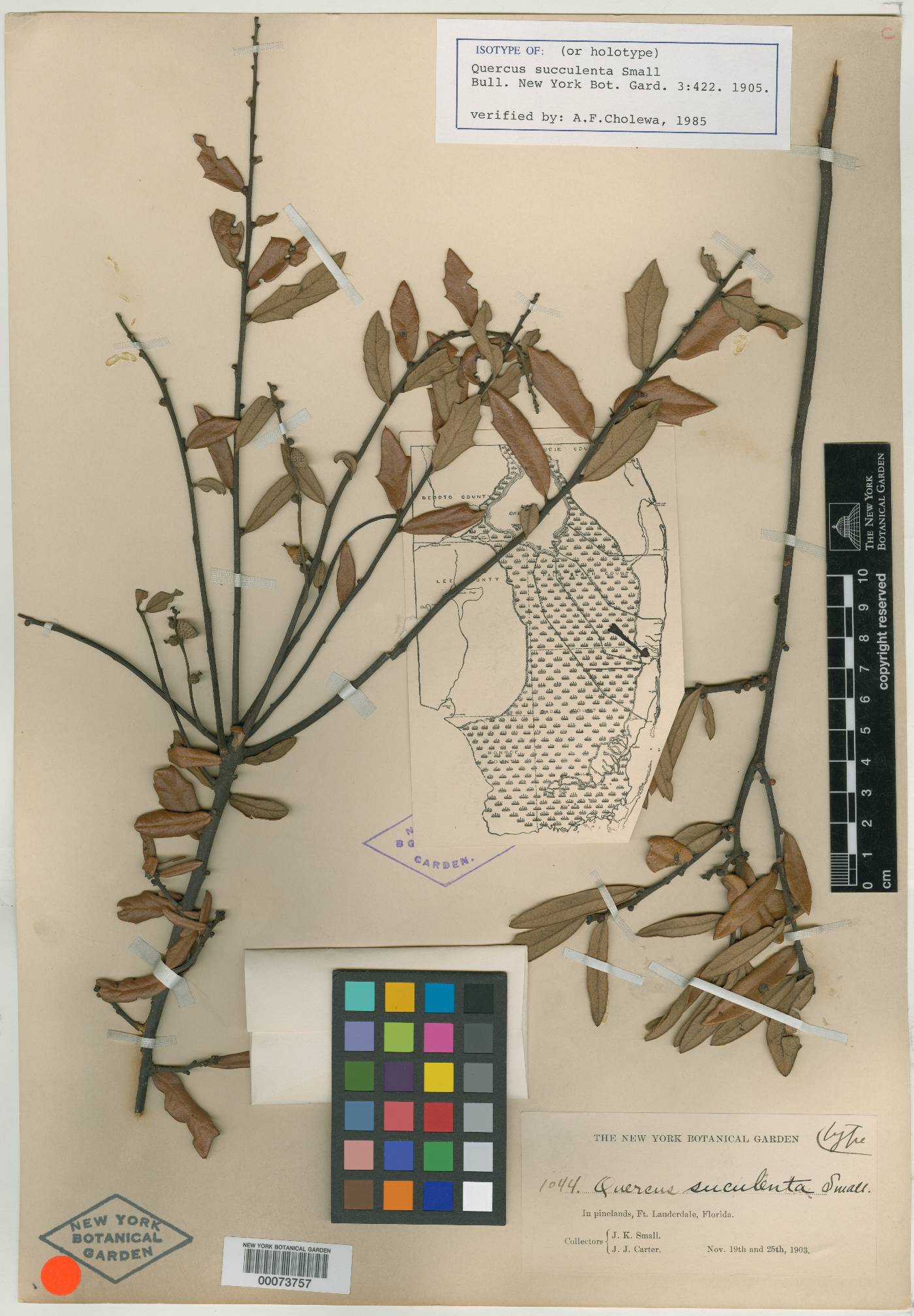 Quercus succulenta image