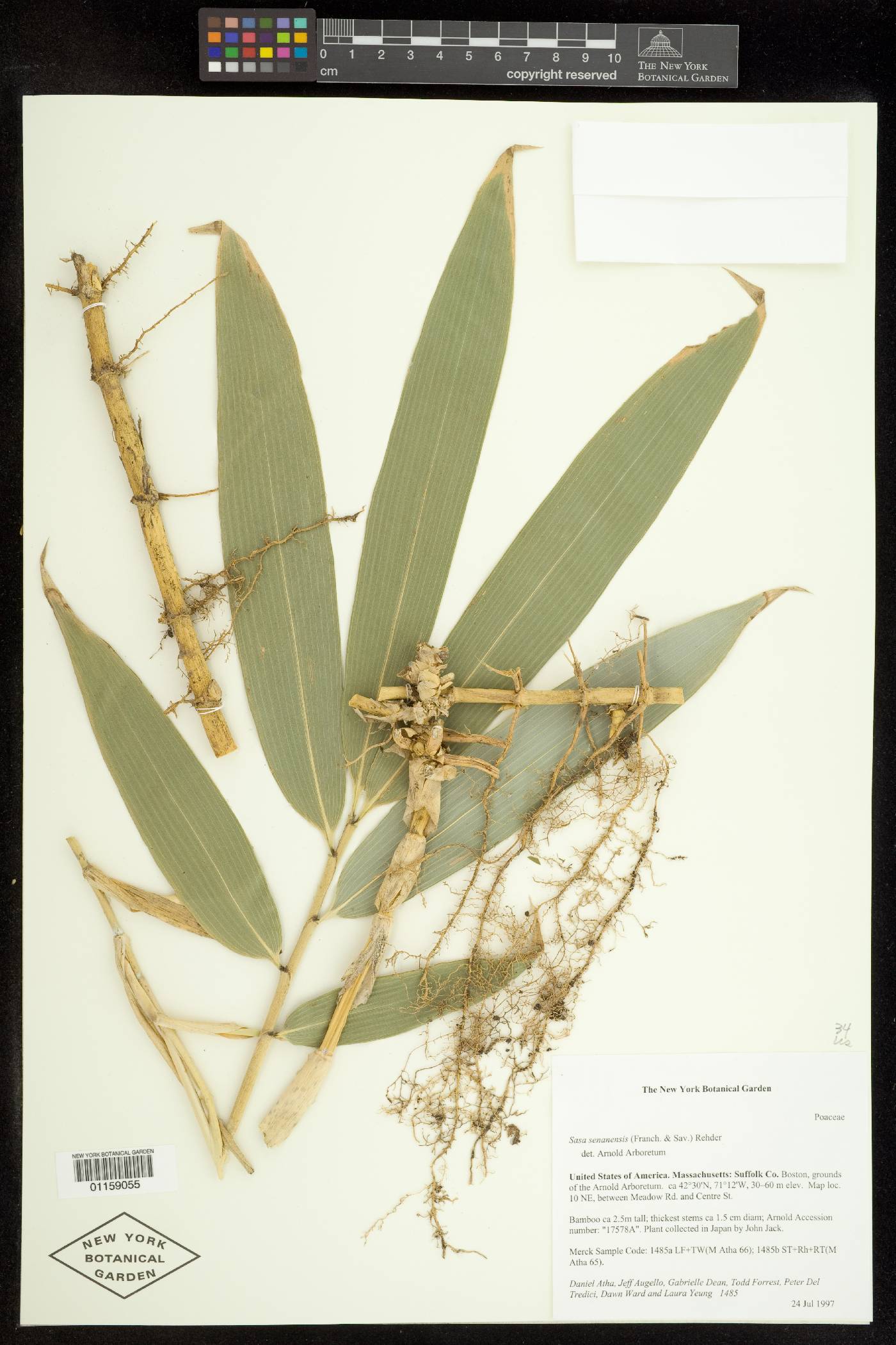 Sasa senanensis image