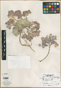 Physaria integrifolia var. monticola image