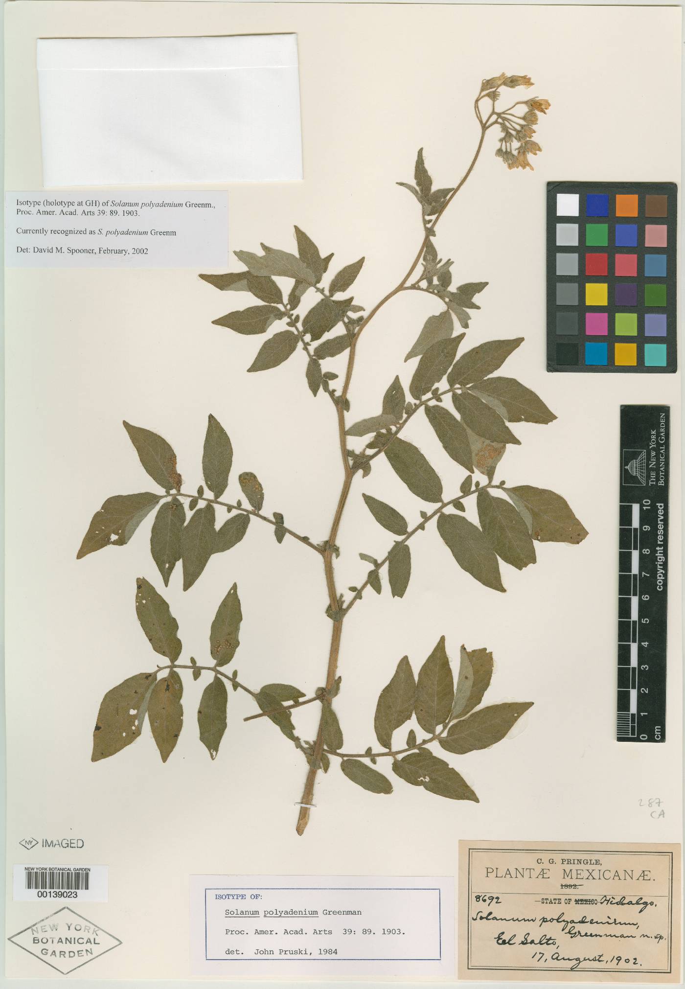 Solanum polyadenium image