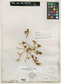 Oenothera gauriflora image