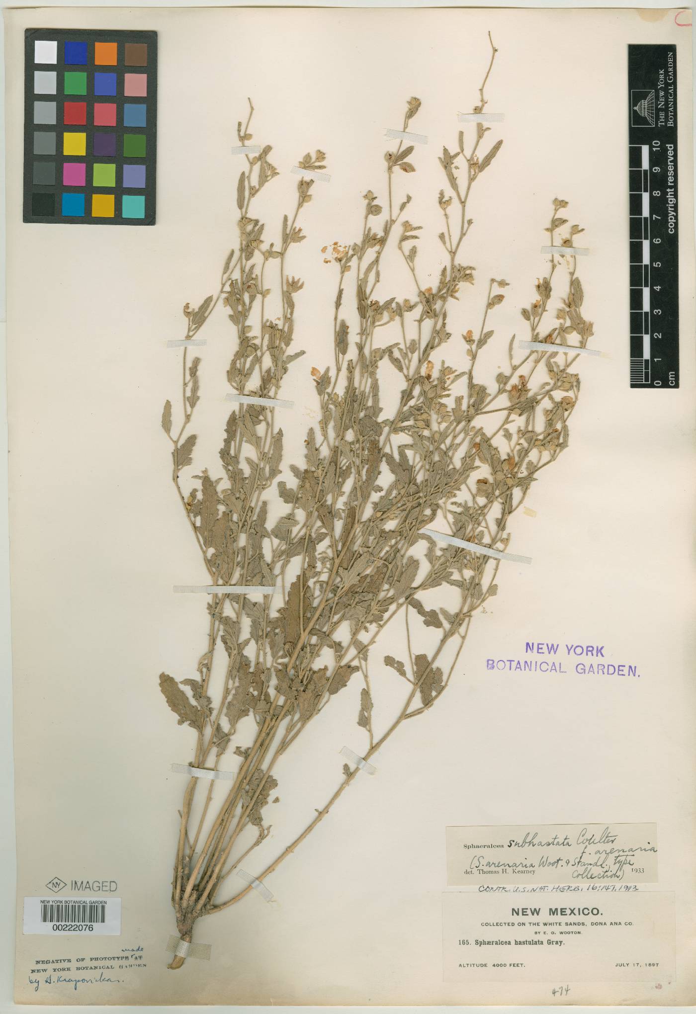 Sphaeralcea arenaria image