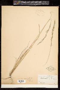 Image of Muhlenbergia inaequalis