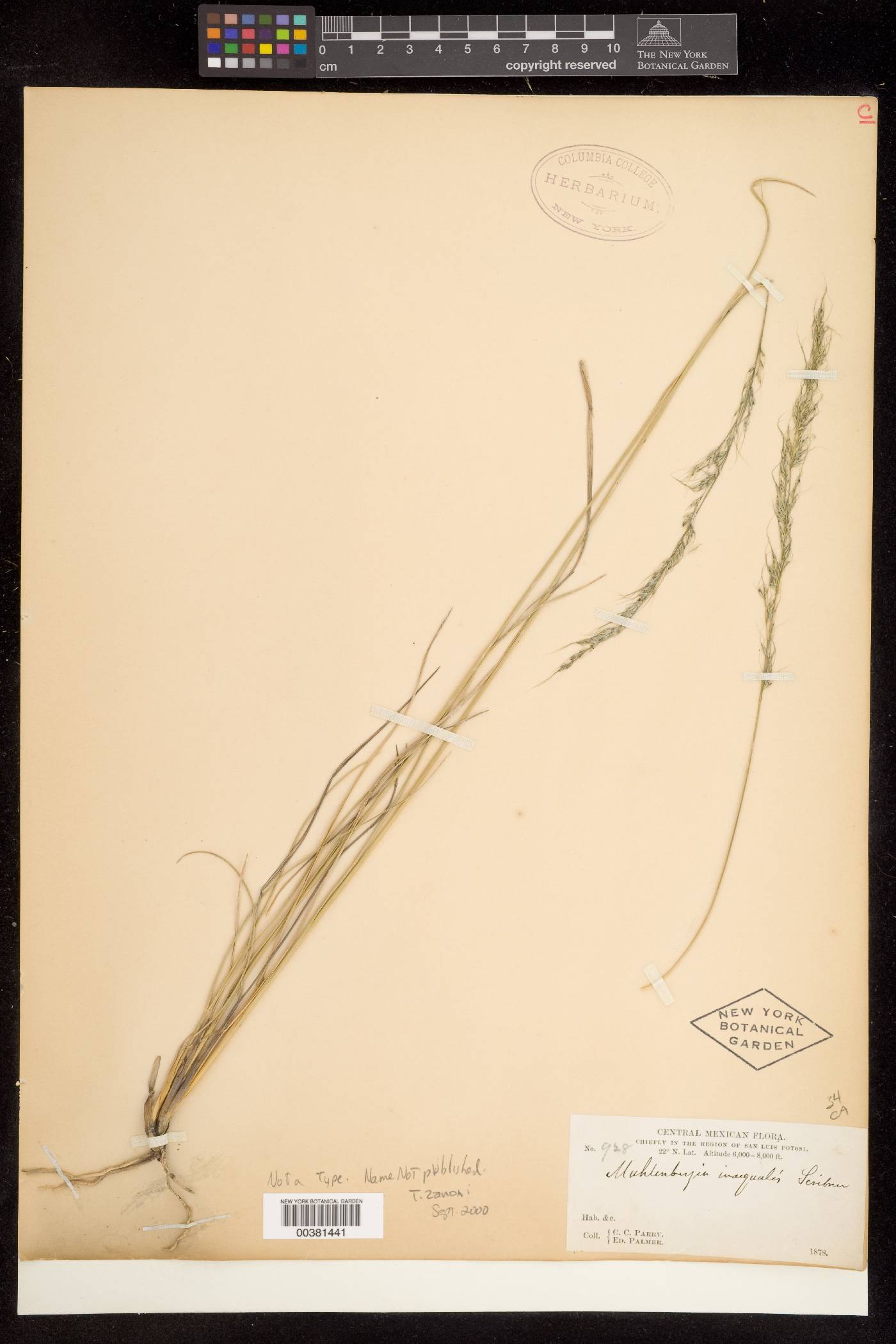 Muhlenbergia inaequalis image