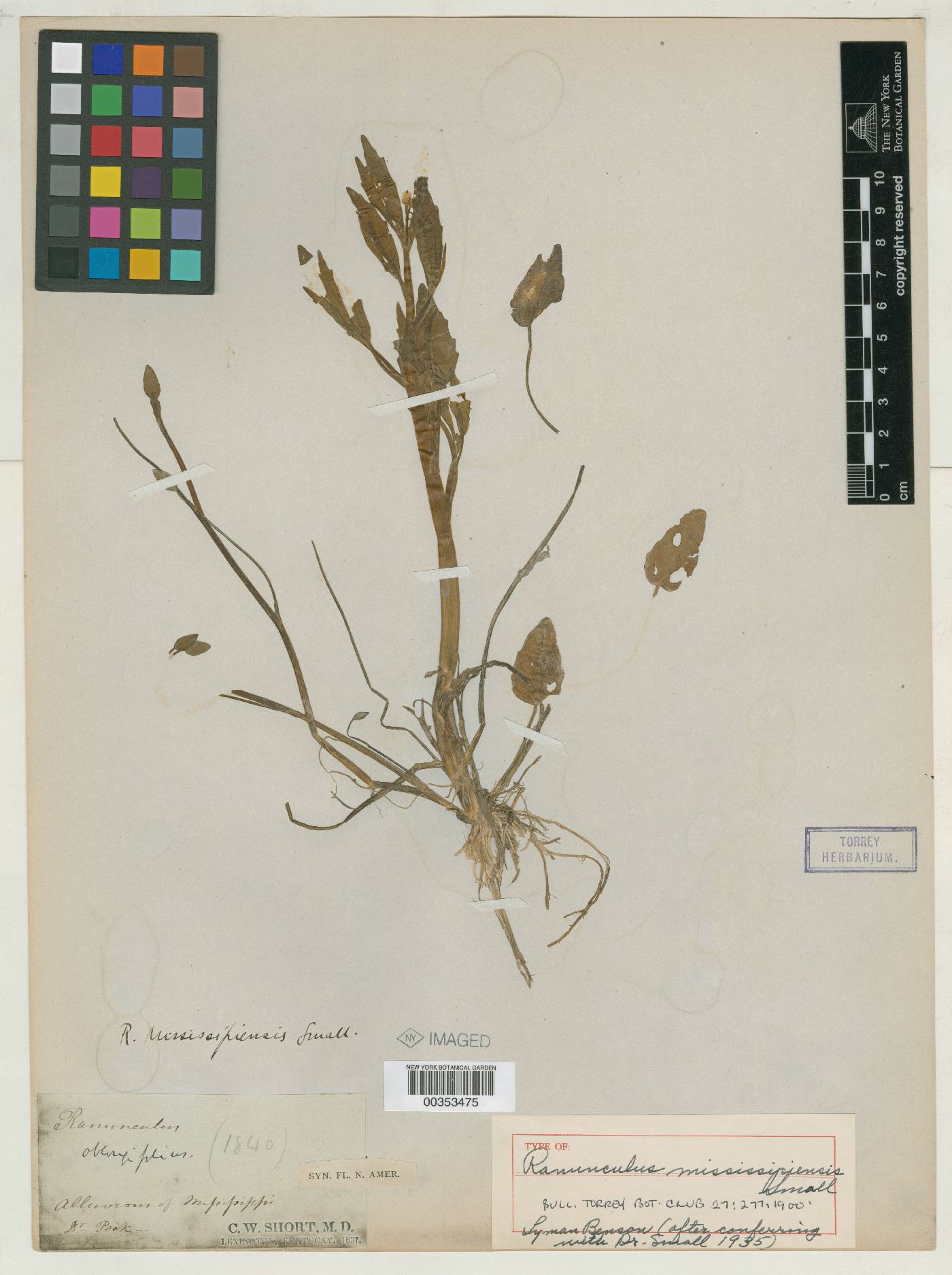 Ranunculus mississippiensis image