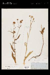 Symphyotrichum ascendens image