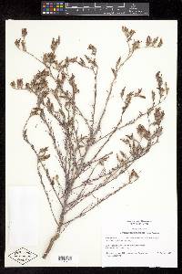 Cordylanthus parviflorus image