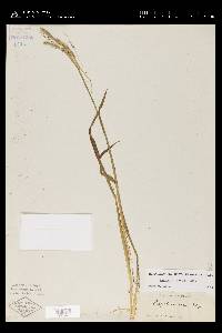 Paspalum laeve image