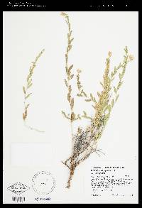 Brickellia oblongifolia image