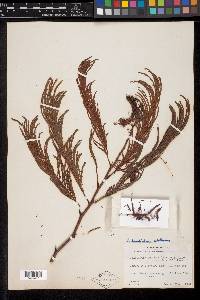 Calliandra houstoniana var. calothyrsus image