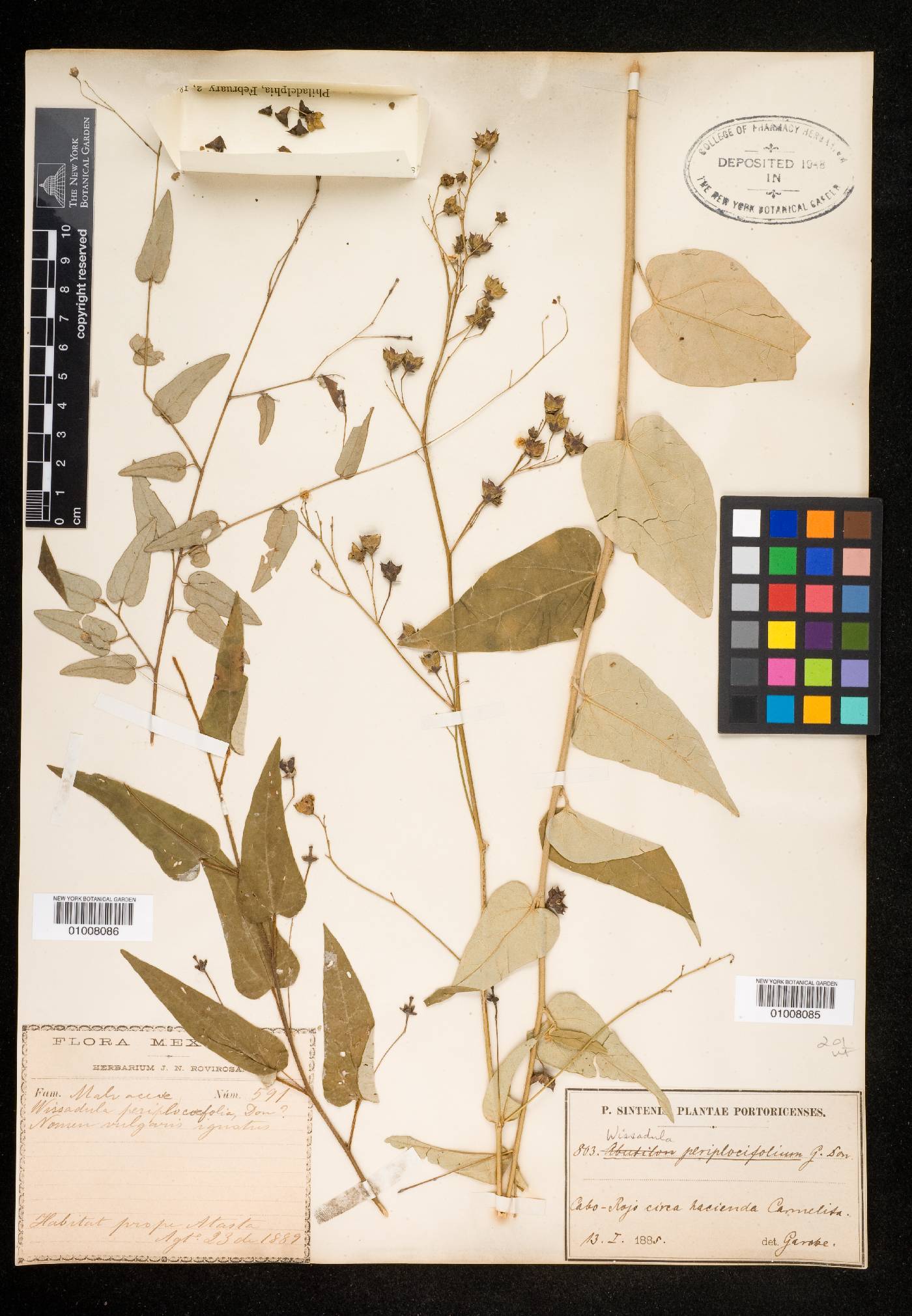 Wissadula periplocifolia f. macrophylla image
