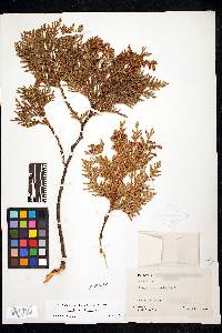 Thuja occidentalis image