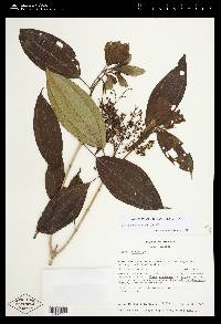 Miconia oligotricha image