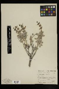 Salvia dorrii subsp. dorrii image
