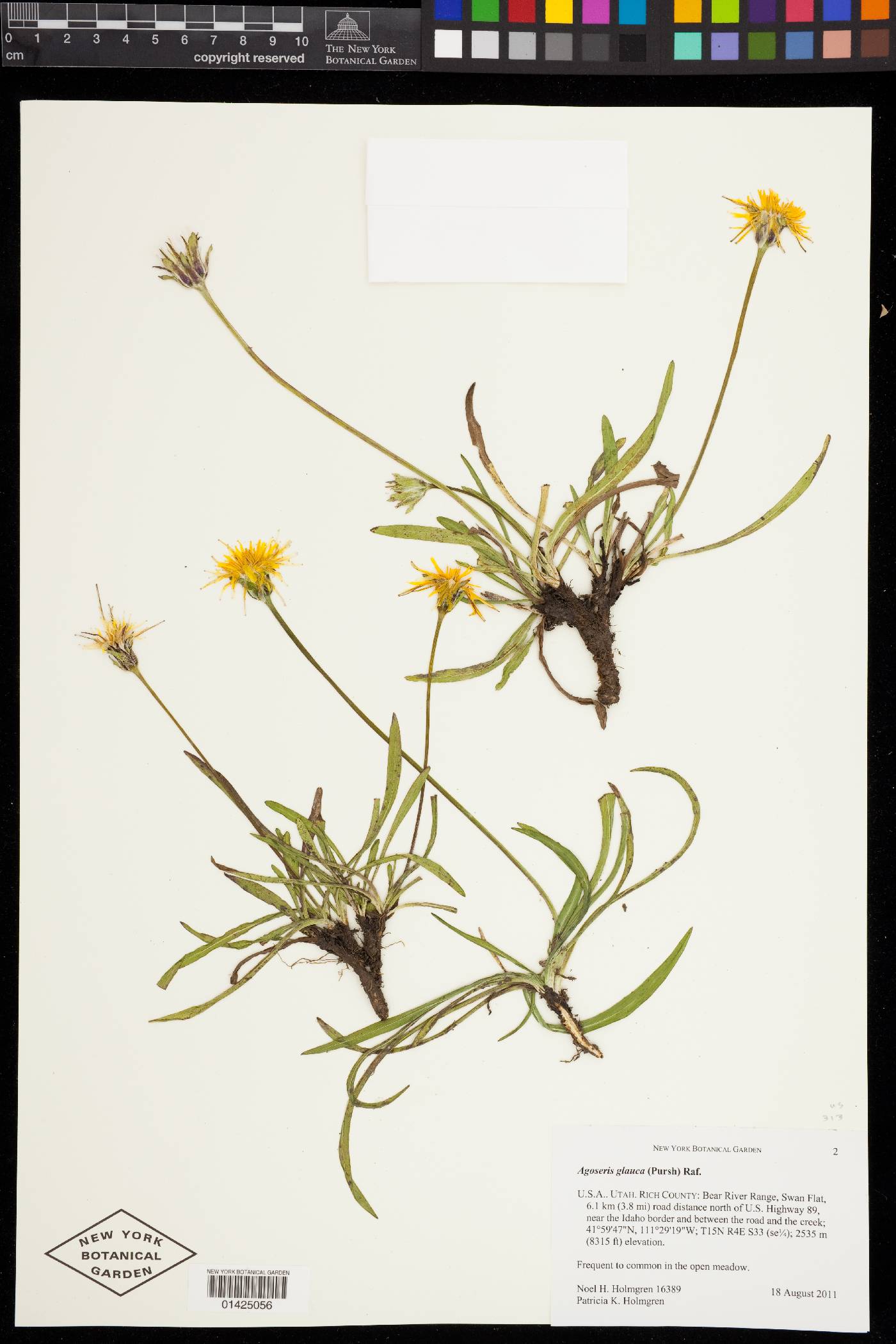 Agoseris glauca var. glauca image