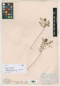 Parosela floridana image