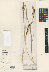 Carex variabilis image