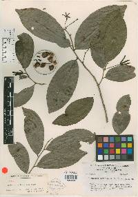 Desmopsis mexicana image