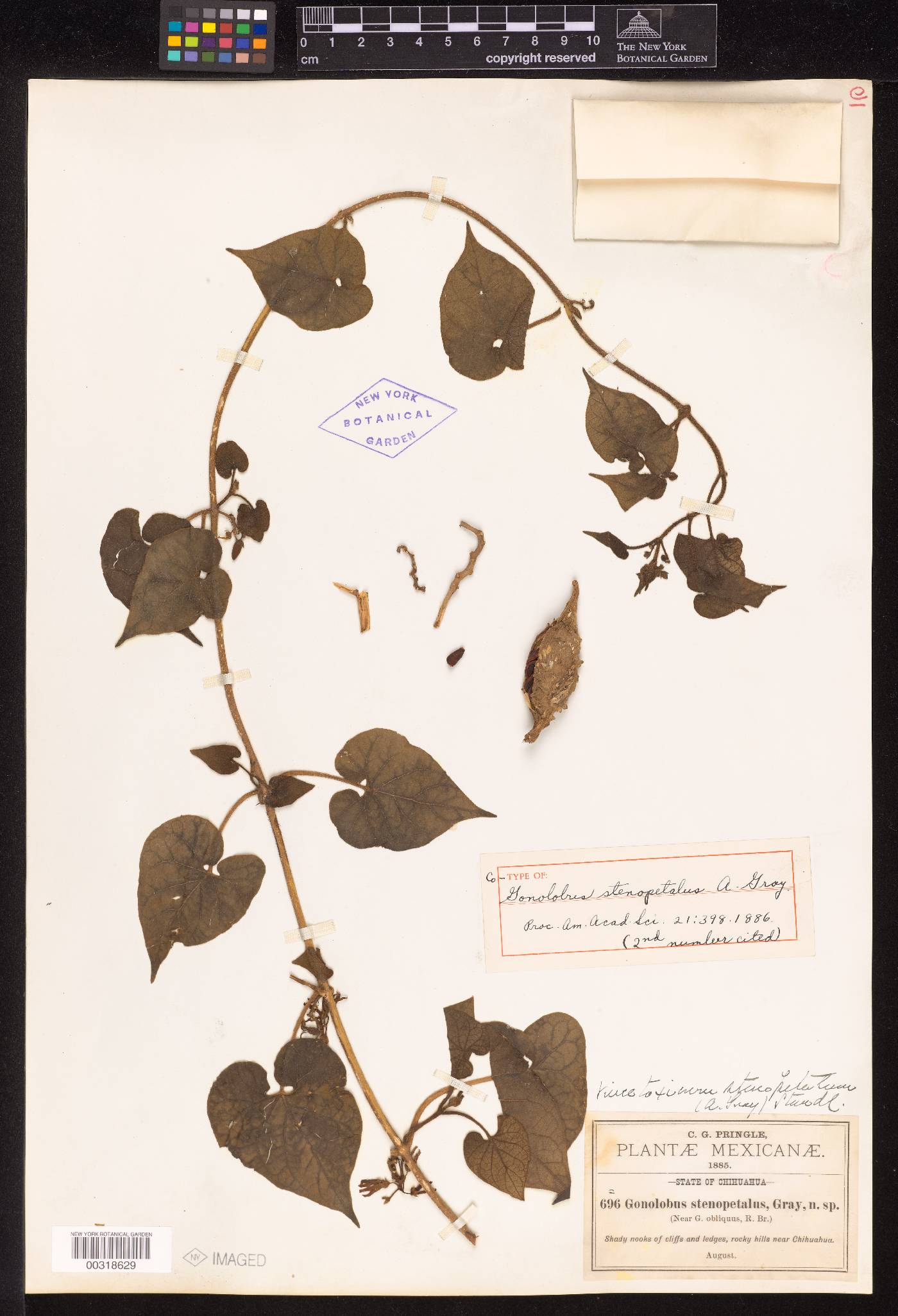 Matelea mexicana image