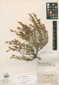 Penstemon linarioides image