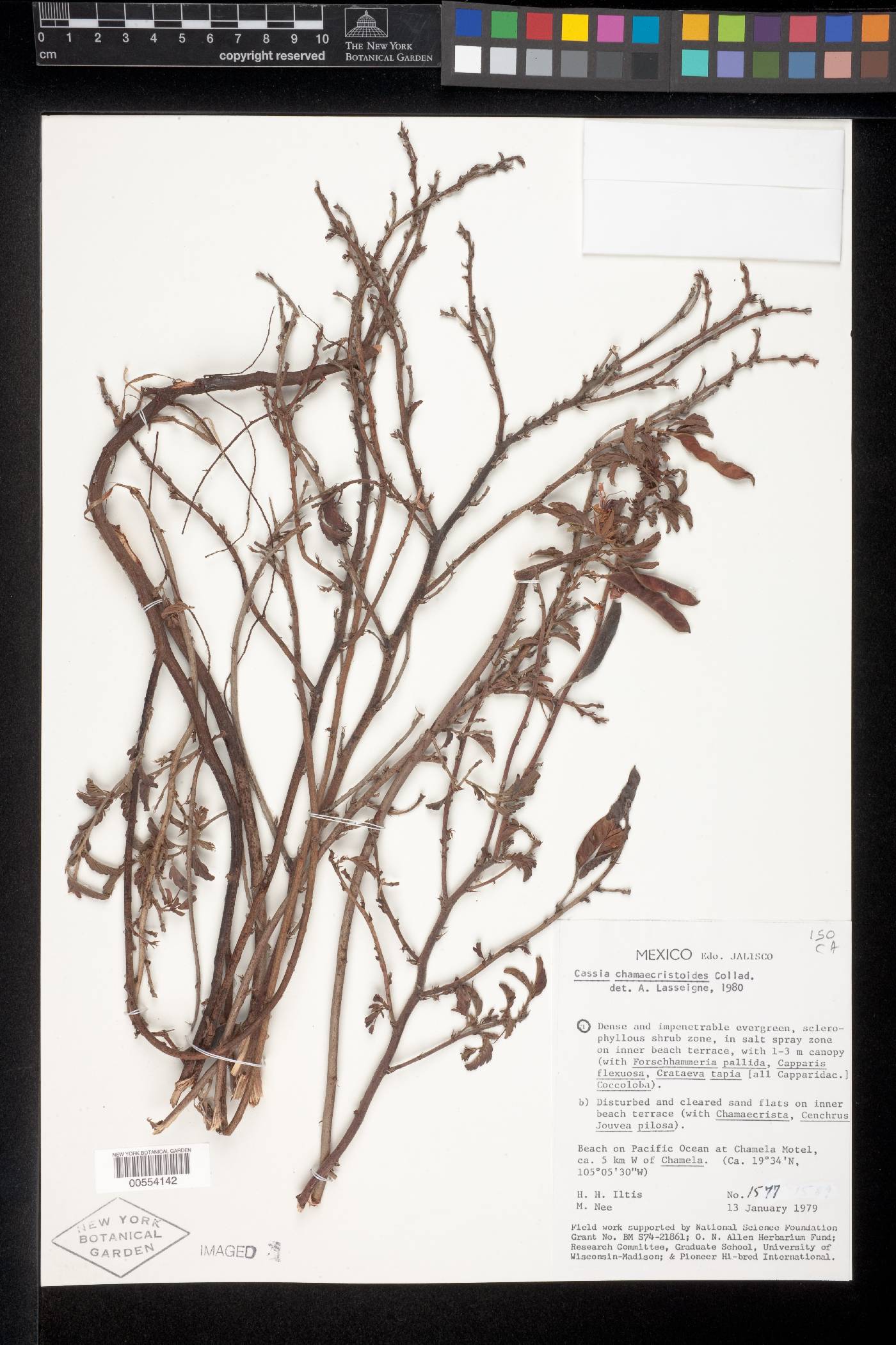 Chamaecrista chamaecristoides image