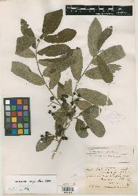 Casearia dolichophylla image
