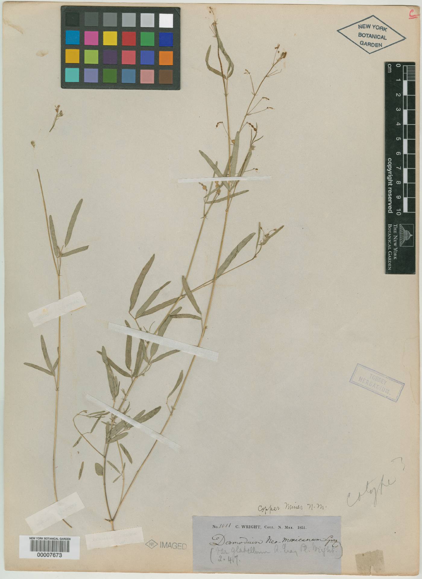 Desmodium procumbens var. neomexicanum image