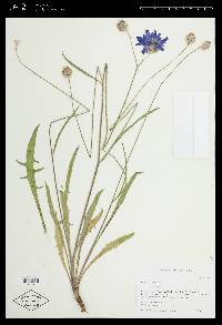 Catananche caerulea image